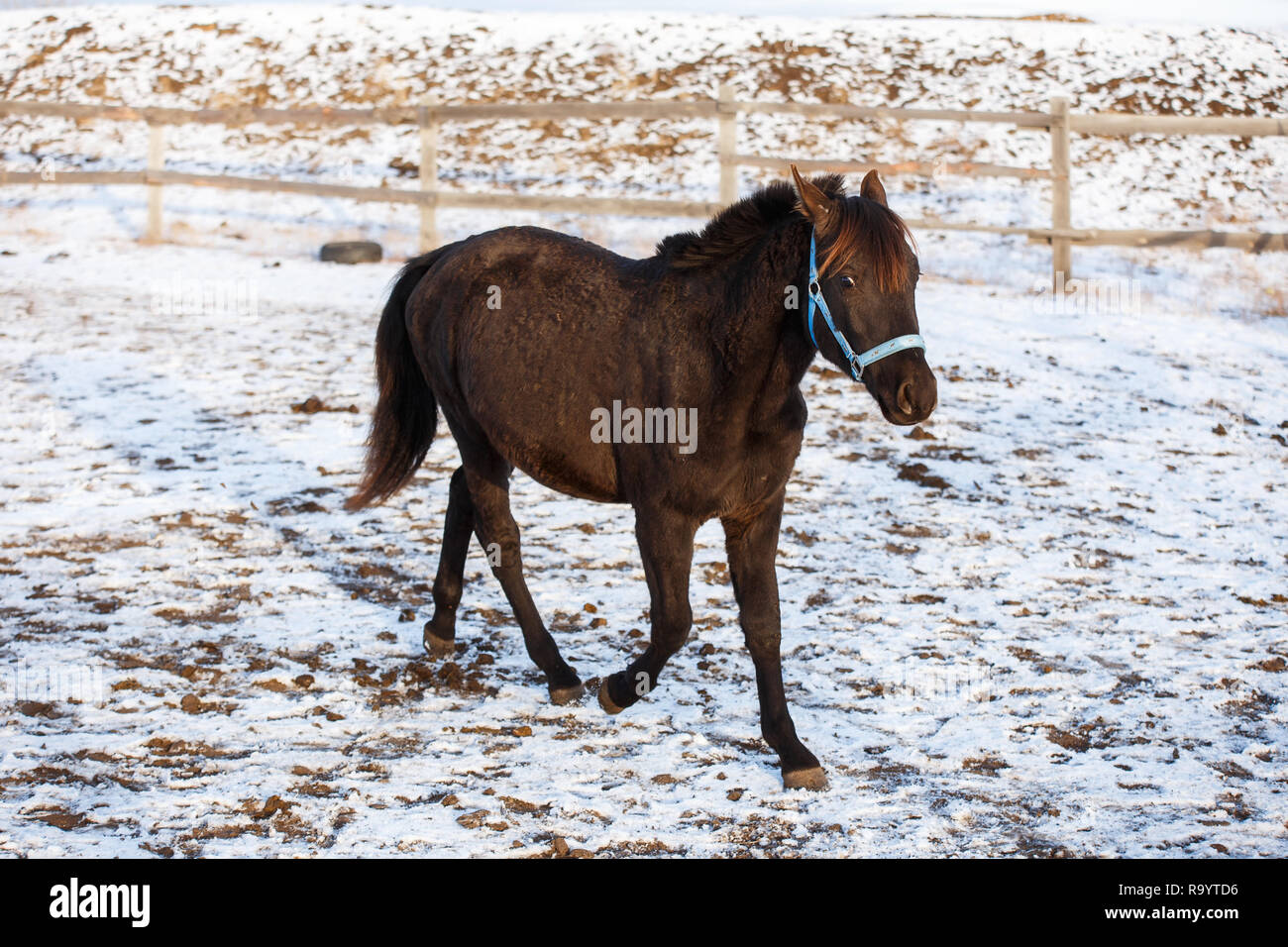 Beau cheval noir dans la neige Banque D'Images