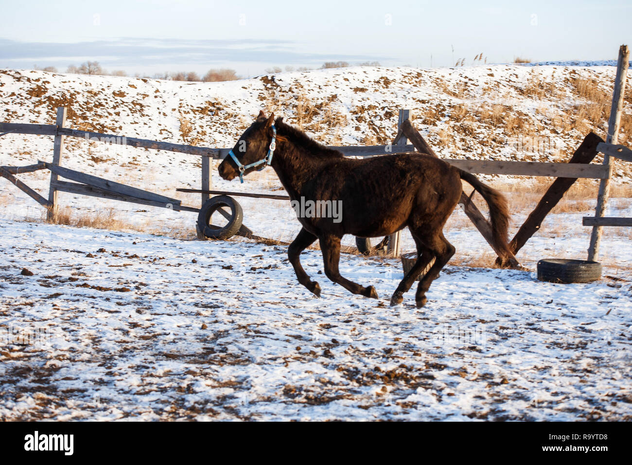 Beau cheval noir dans la neige Banque D'Images