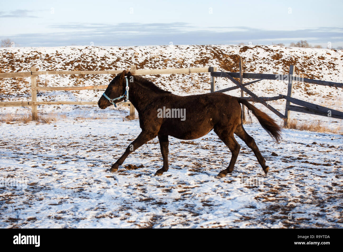 Beau cheval noir dans la neige Banque D'Images