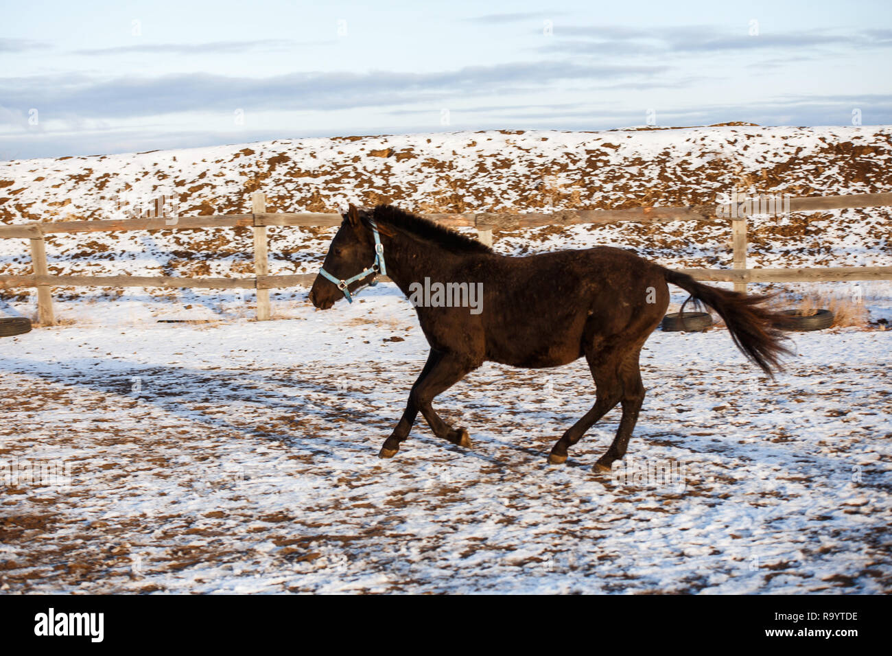Beau cheval noir dans la neige Banque D'Images