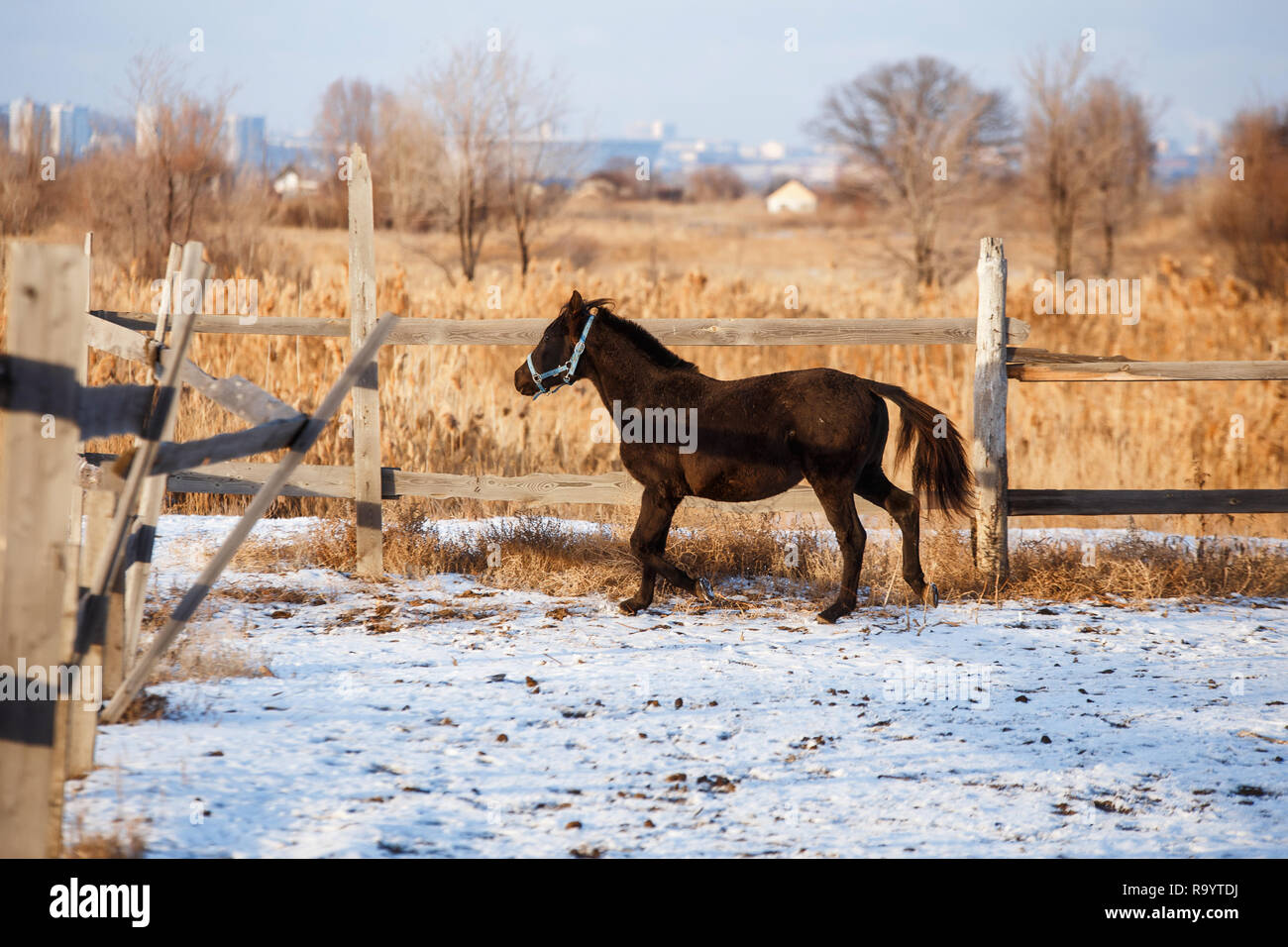 Beau cheval noir dans la neige Banque D'Images