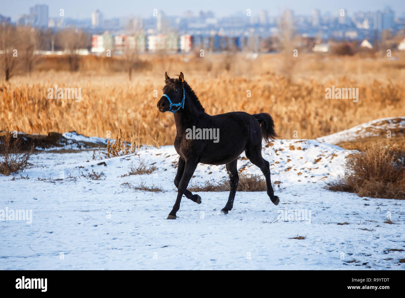Beau cheval noir dans la neige Banque D'Images