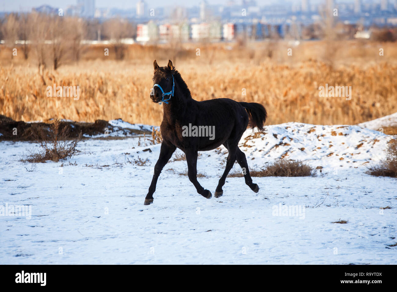 Beau cheval noir dans la neige Banque D'Images
