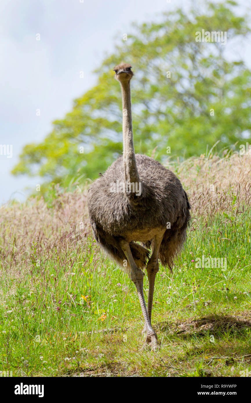 Autruche Emu Banque D'Images