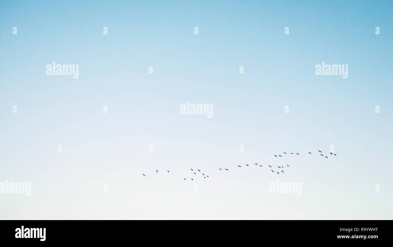 Nuée d'oiseaux volant dans le ciel Banque D'Images Nuée d'oiseaux volant dans le ciel Banque D'Images