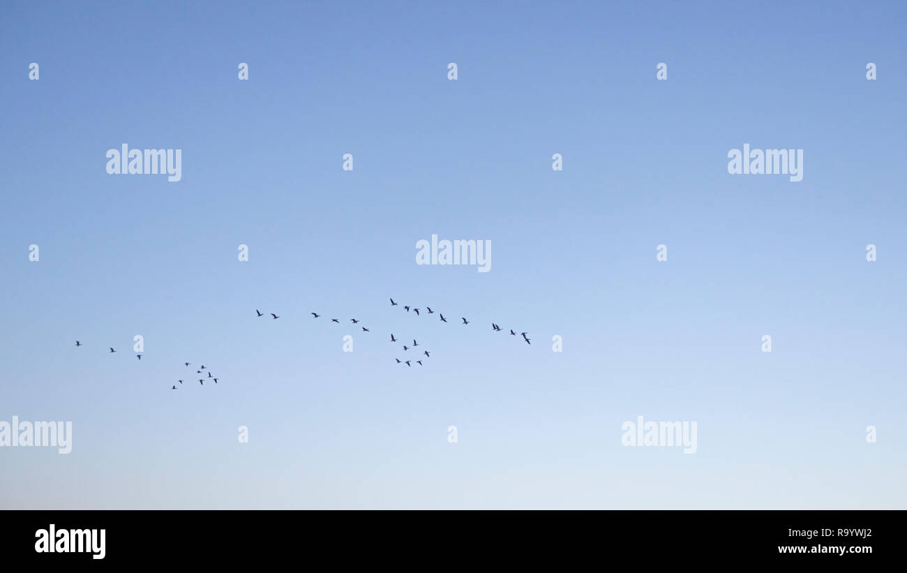 Nuée d'oiseaux volant dans le ciel Banque D'Images Nuée d'oiseaux volant dans le ciel Banque D'Images