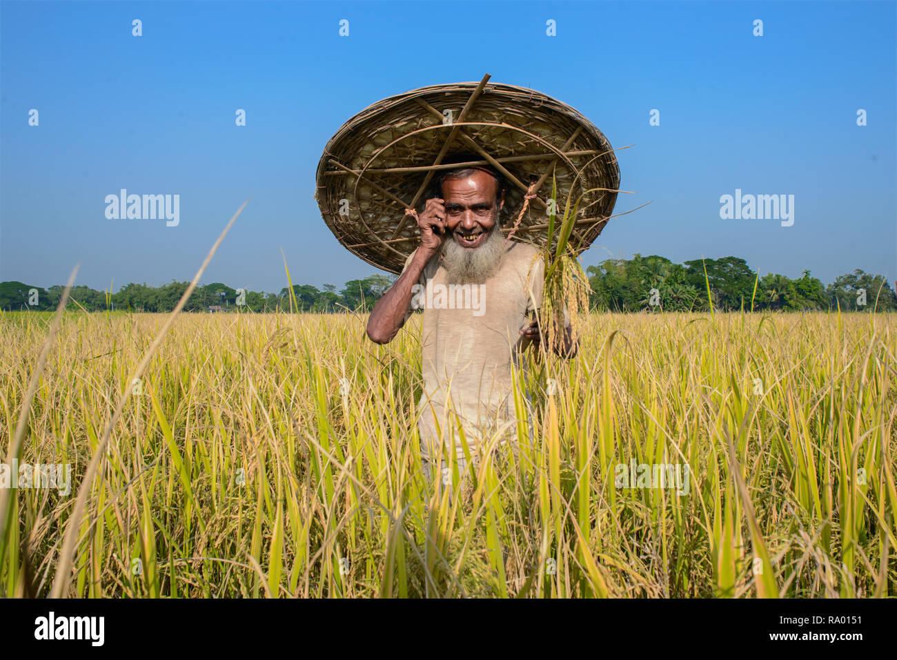 La culture du riz au Bangladesh Banque D'Images