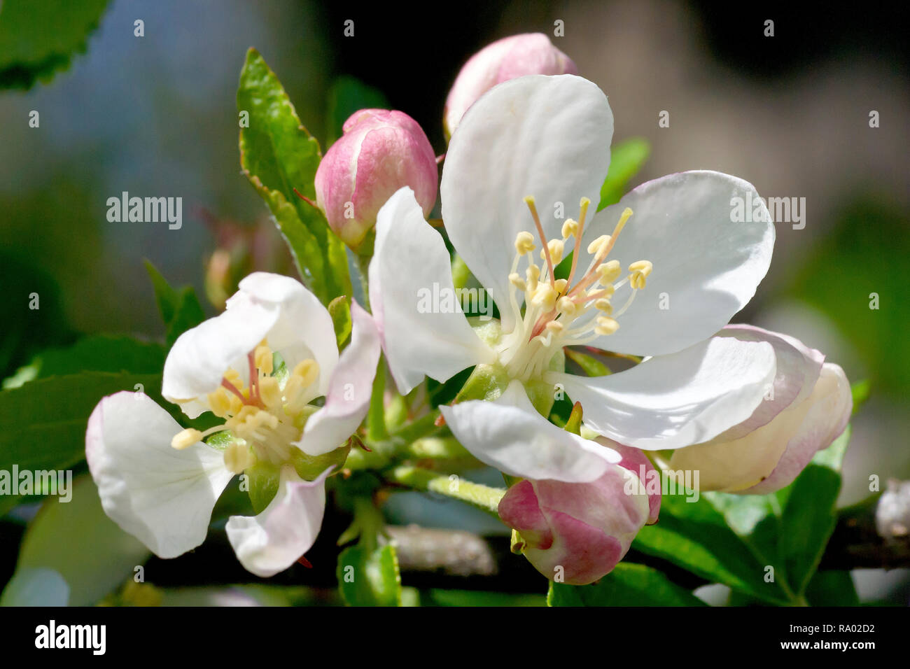 Crab Apple Blossom (Malus sylvestris), close up d'une grappe de fleurs et bourgeons. Banque D'Images