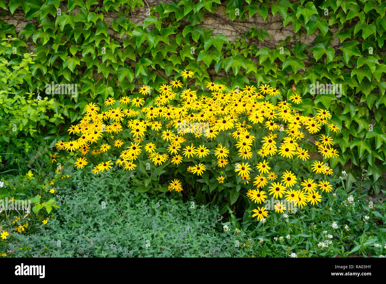 Affichage fleurs de jardin public par route au village de Saint Medard en Forez en Loire du centre de la France Banque D'Images