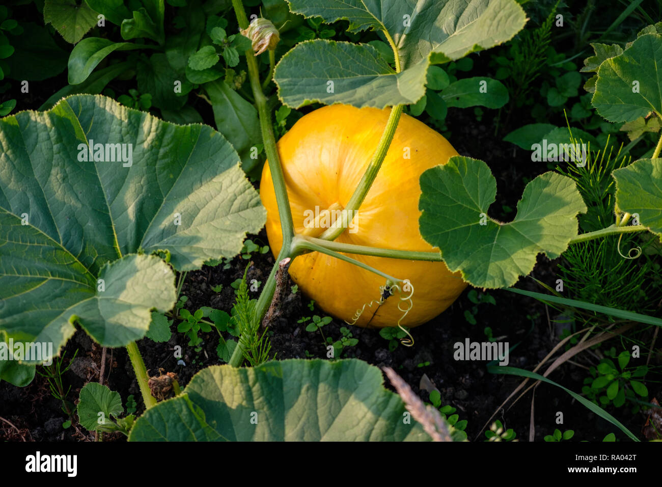 Rouge d'Estampe pumpkins croissant sur un allotissement, UK Banque D'Images