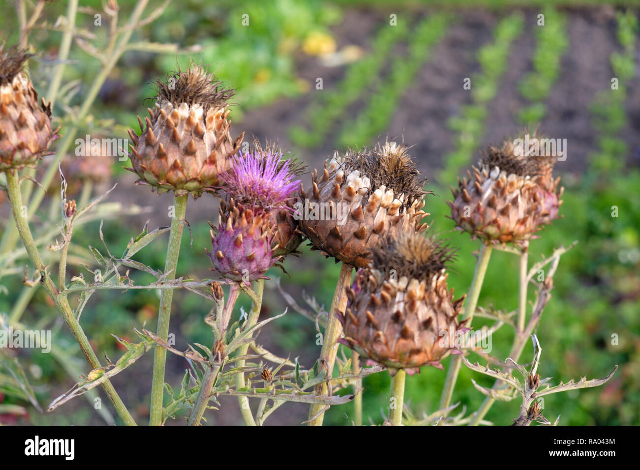 Les capitules de cardons (Cynara cardunculus), également appelé l'artichaut, poussant sur un allotissement, UK Banque D'Images