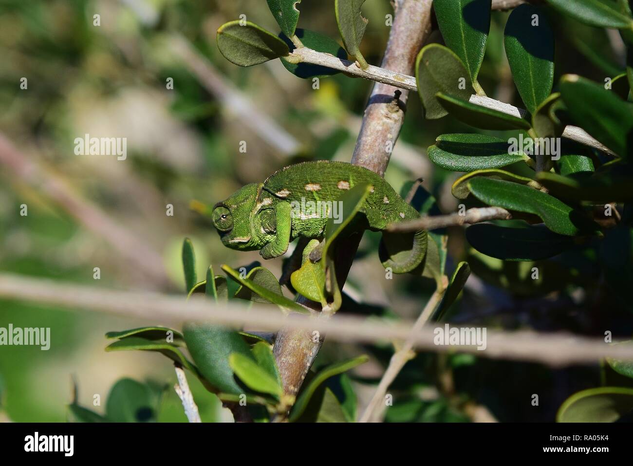 Mini Chameleon Banque D Image Et Photos Alamy Mini Chameleon Banque D Image Et Photos Alamy