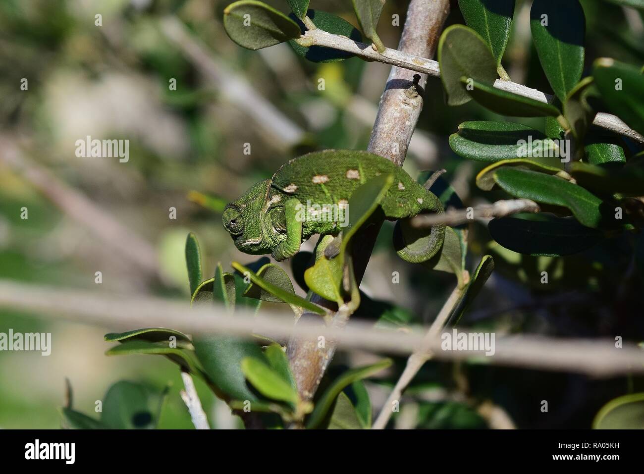 Un Bebe Cameleon Mediterraneen Juvenile Chamaeleo Chamaeleon Deplacant Lentement Sur Un Rameau D Olivier Olea Europaea Rameau Vert Camoufle A Malte Photo Stock Alamy Un Bebe Cameleon Mediterraneen Juvenile Chamaeleo Chamaeleon Deplacant Lentement Sur Un Rameau D Olivier Olea Europaea Rameau Vert Camoufle A Malte Photo Stock Alamy