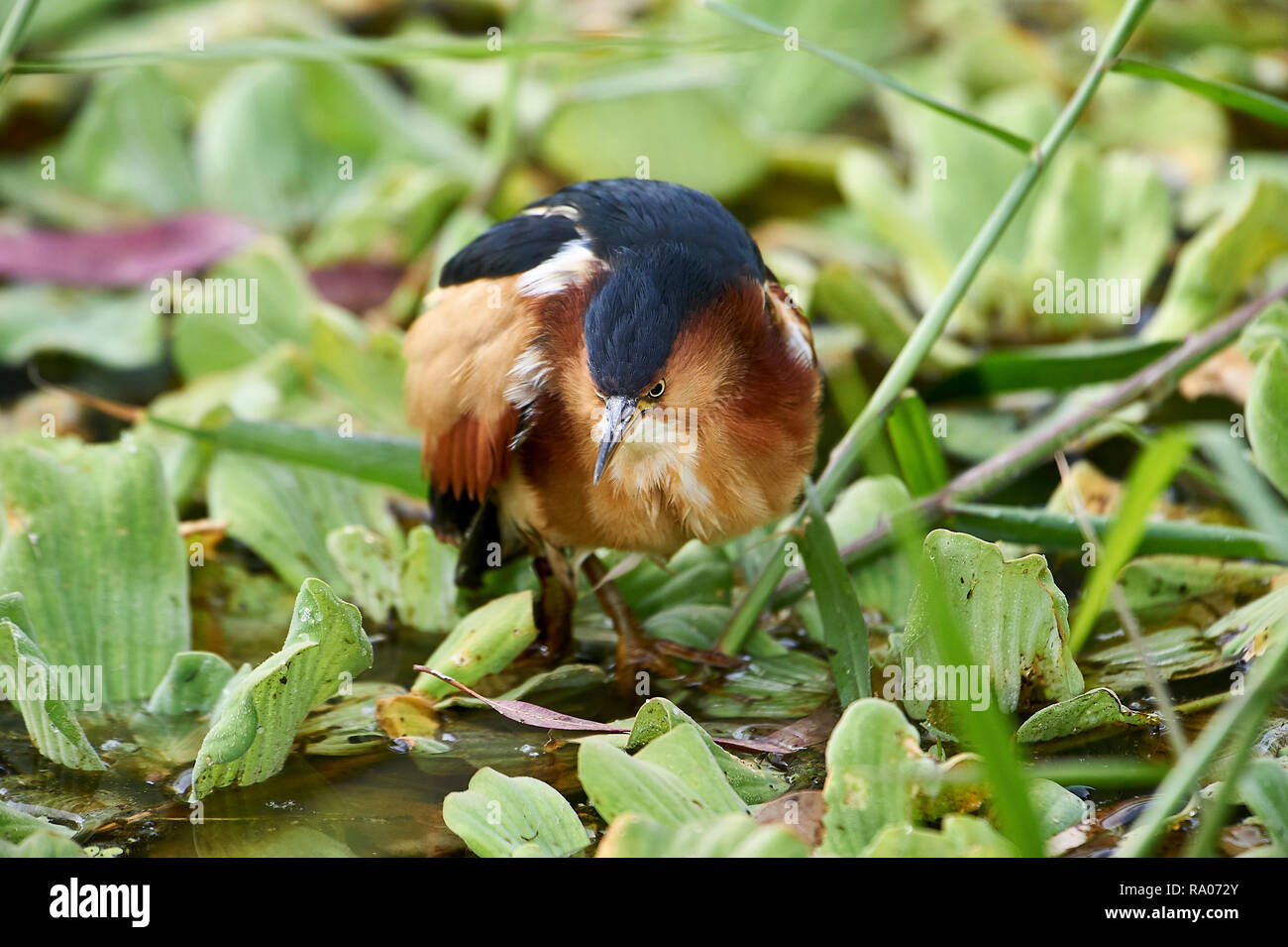 Juvenile héron vert (Butorides virescens) la chasse le long du bord du lac Chapala, Jalisco, Mexique, Jocotopec Banque D'Images