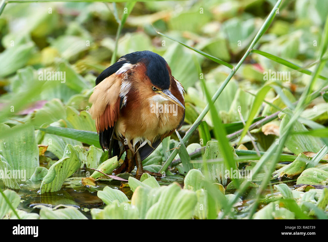 Juvenile héron vert (Butorides virescens) la chasse le long du bord du lac Chapala, Jalisco, Mexique, Jocotopec Banque D'Images