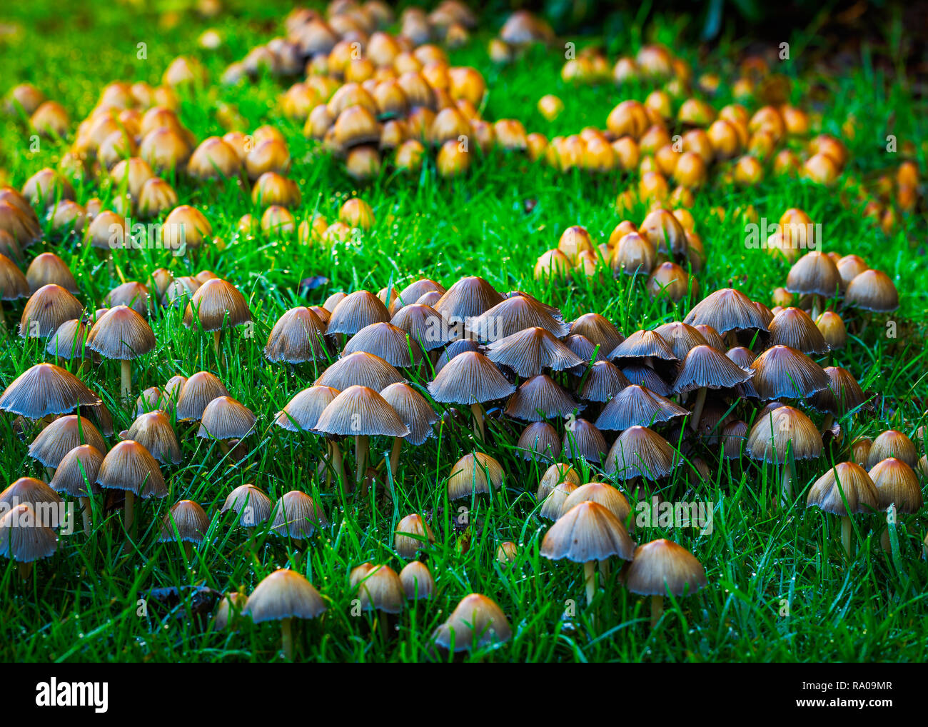 Glistening inky pac Patronymie micaceusFly Banque D'Images