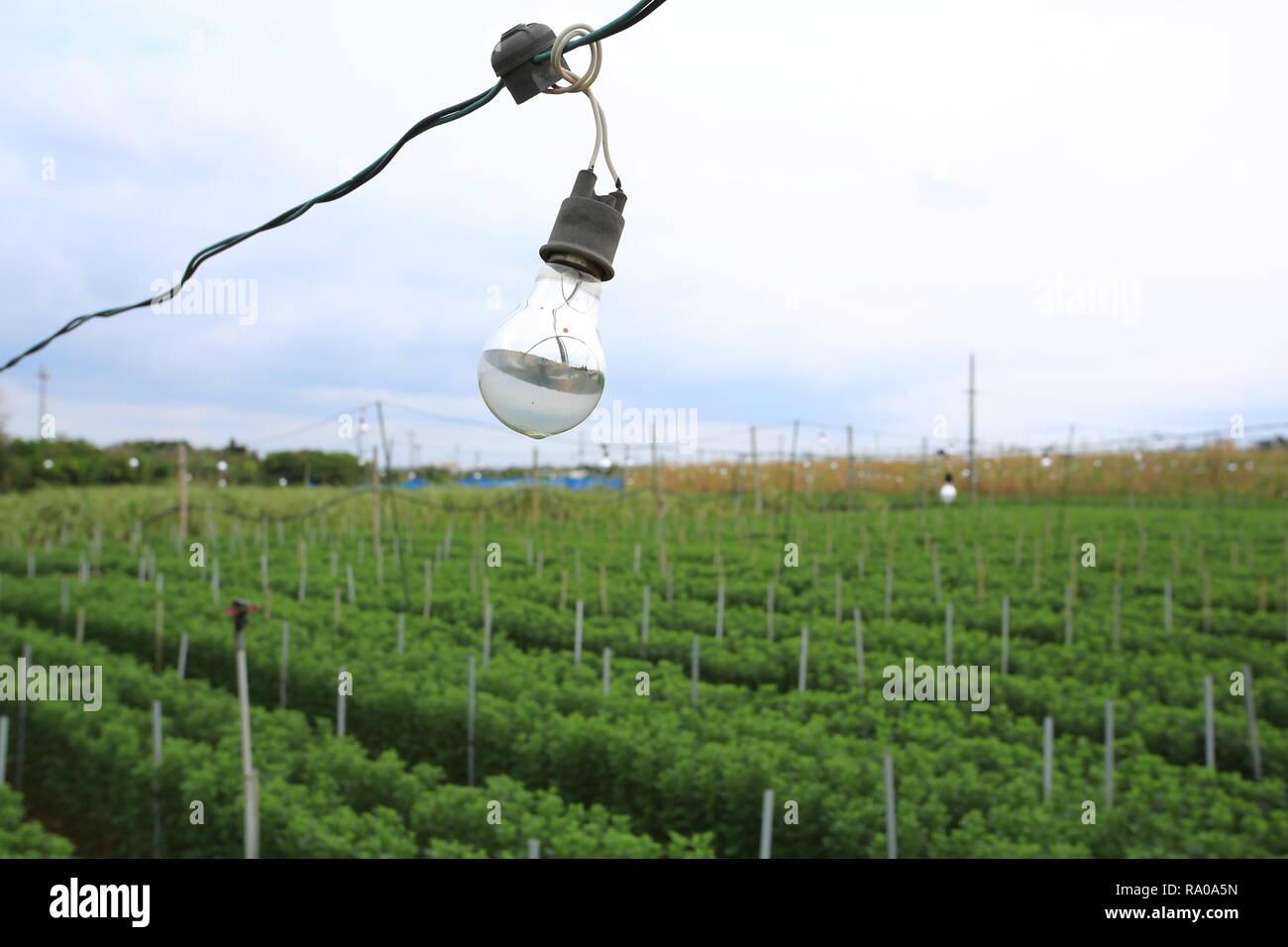 Les terres agricoles de fleurs à Okinawa, l'ampoule est utilisé pour fournir de la chaleur Banque D'Images