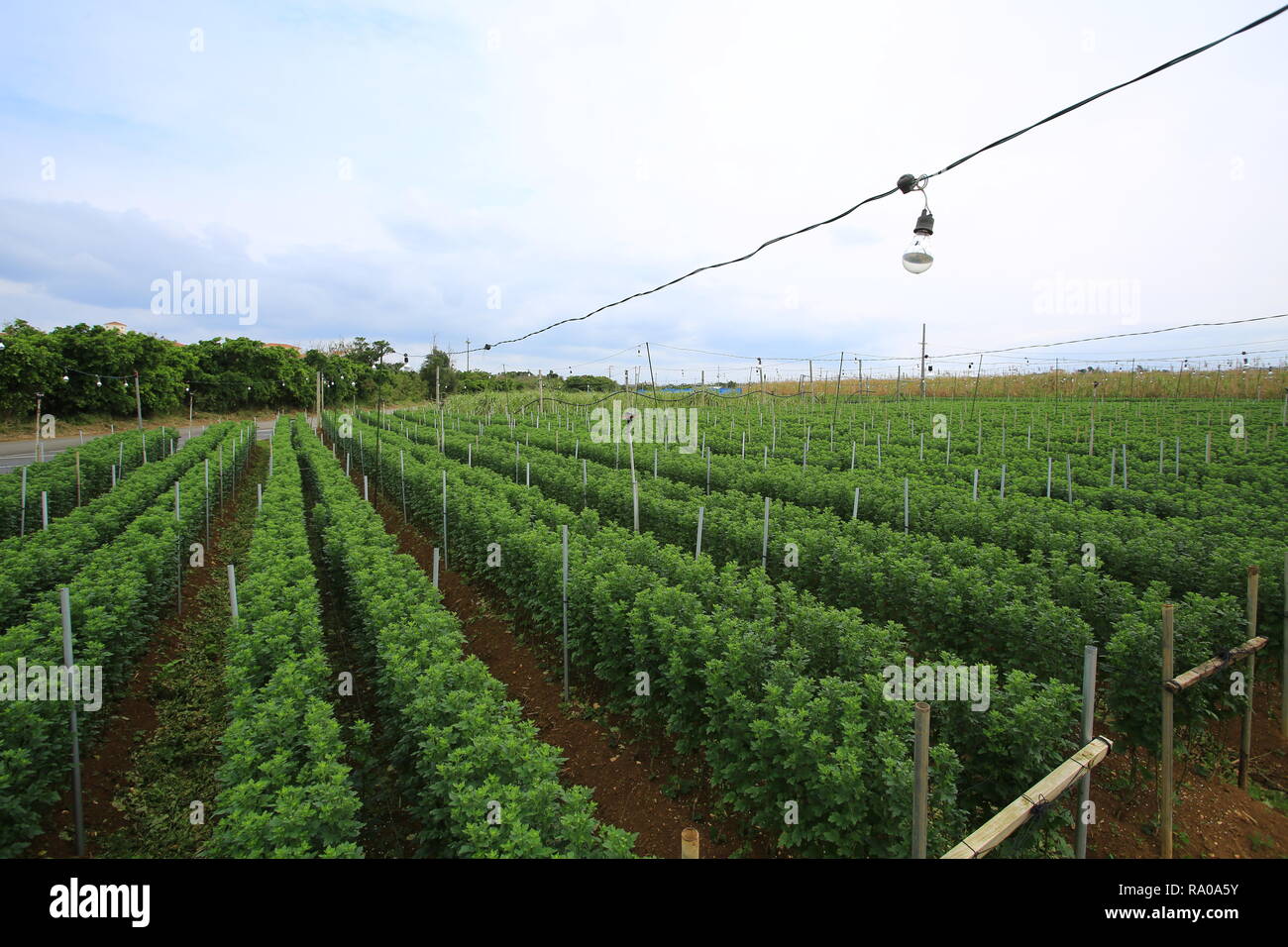 Les terres agricoles de fleurs à Okinawa, l'ampoule est utilisé pour fournir de la chaleur Banque D'Images