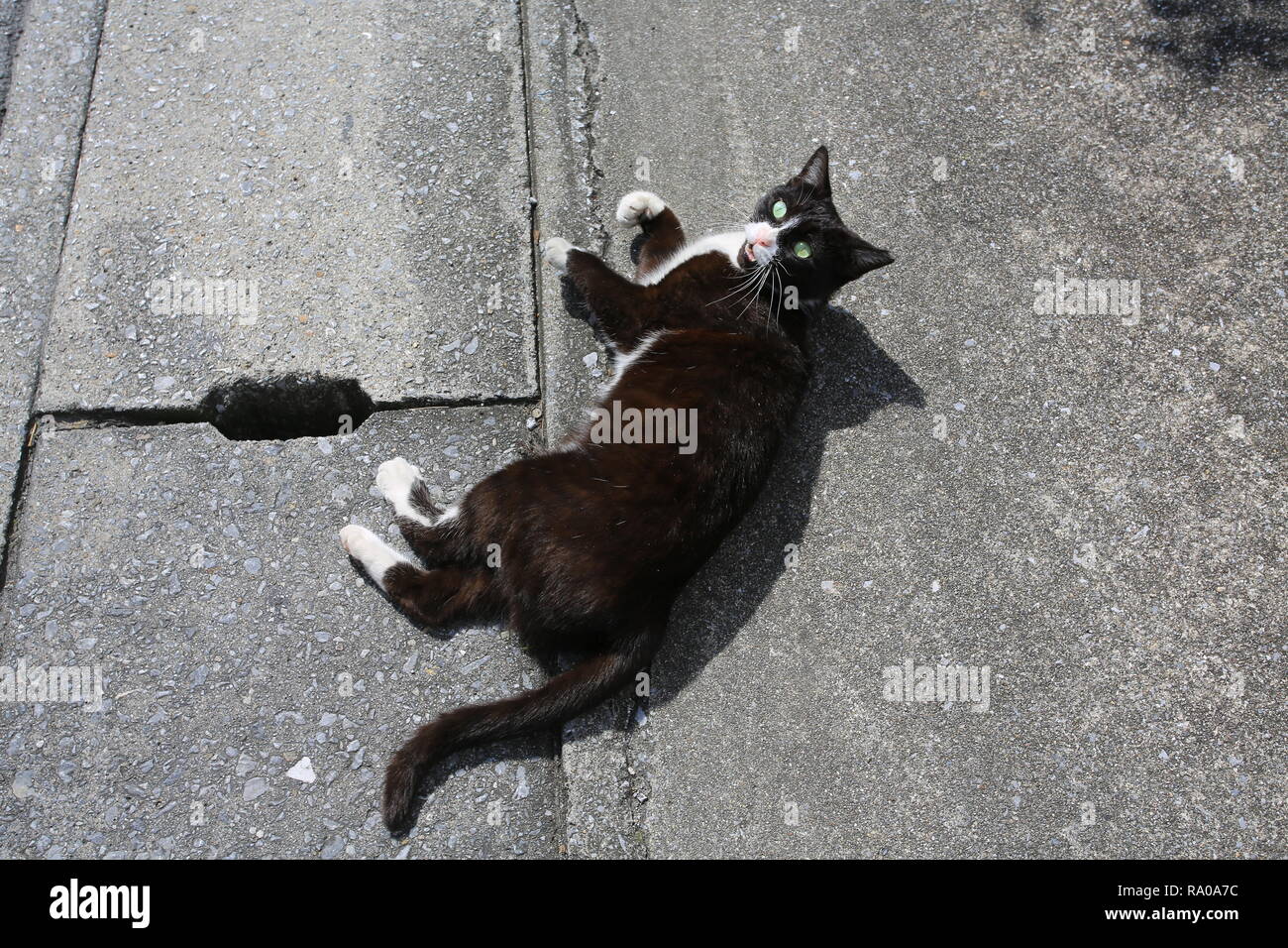Chat noir dans la rue au Japon Banque D'Images