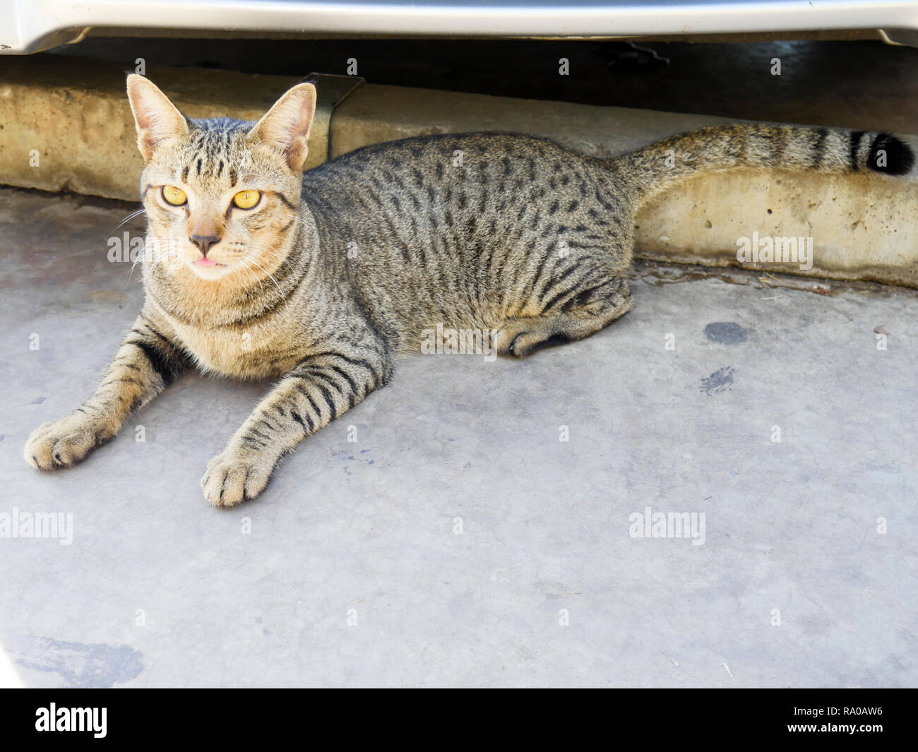 Le chat est allongé sur un sol en béton à l'extérieur de la chambre. Banque D'Images