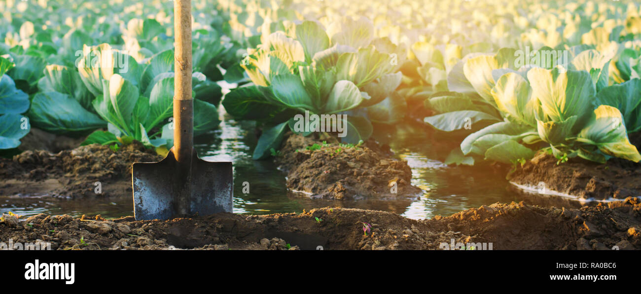 L'arrosage naturel des cultures agricoles, l'irrigation des plantations de chou grandir dans le domaine. L'agriculture l'agriculture légumes lignes. Banque D'Images