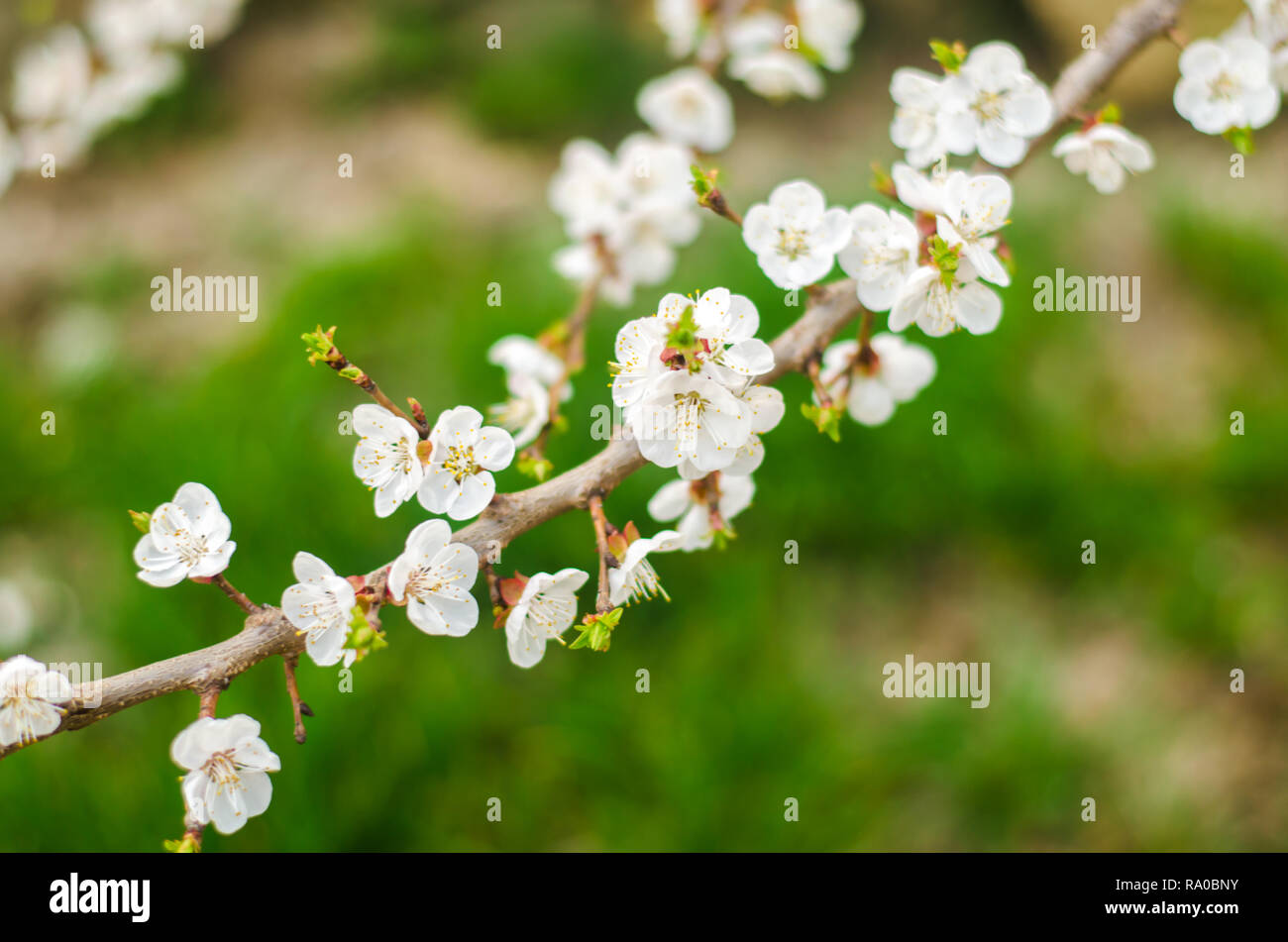 Fleur Dabricot Blanc Arbre à Fleurs Bourgeons En Avrille