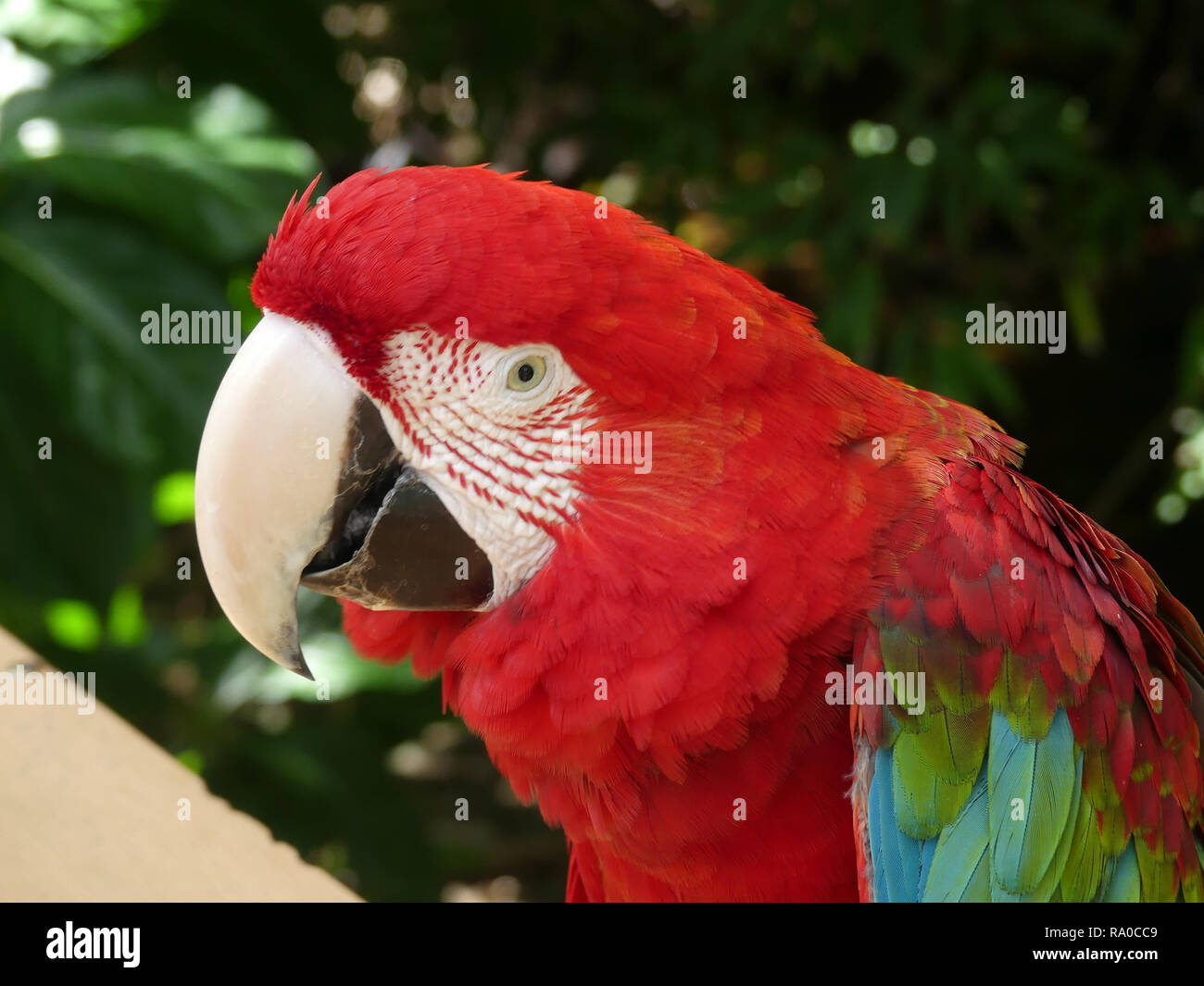 GREEN WINGED MACAW (Ara chloropterus) Photo : Tony Gale Banque D'Images