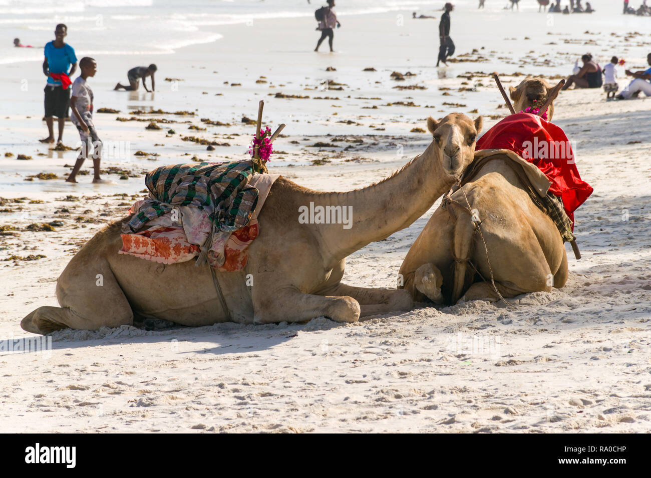 Deux chameaux reposant sur la plage de sable blanc de Diani, Kenya Banque D'Images