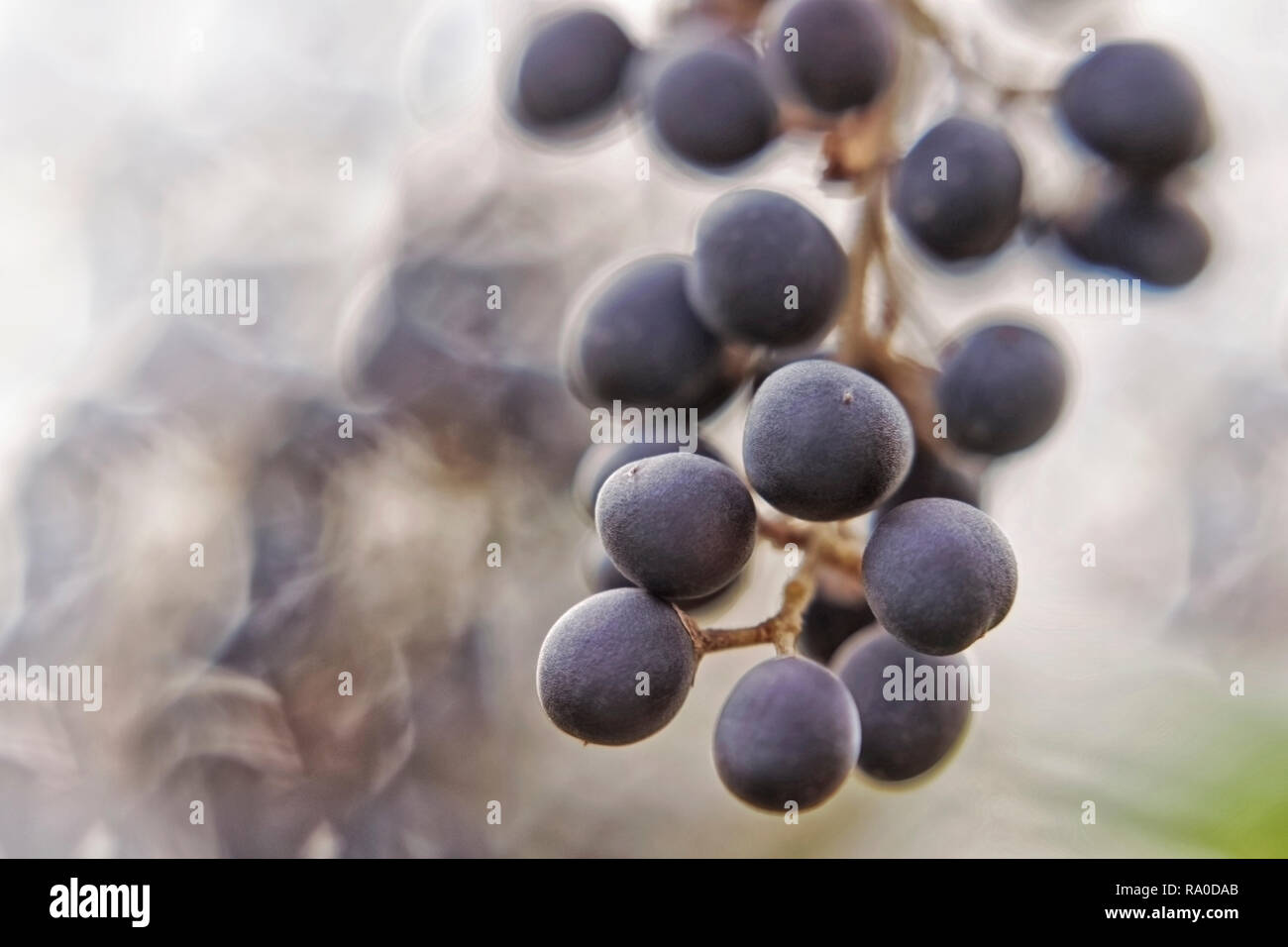 Baies bleu foncé turquoise accrocher sur une branche Banque D'Images