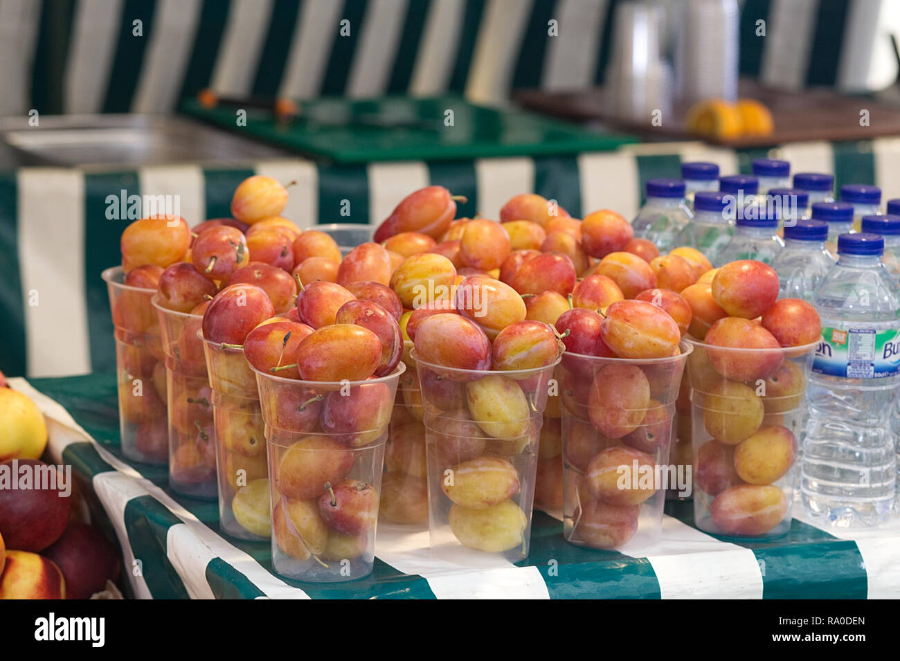 Les prunes récoltées dans des gobelets en plastique Banque D'Images