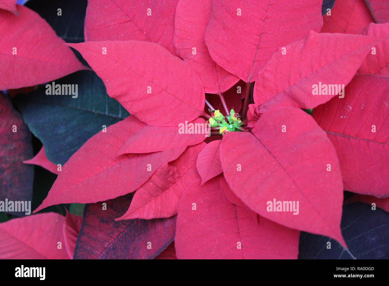 Plante à Fleurs Poinsettia Rouge Sur Laffichage Comme
