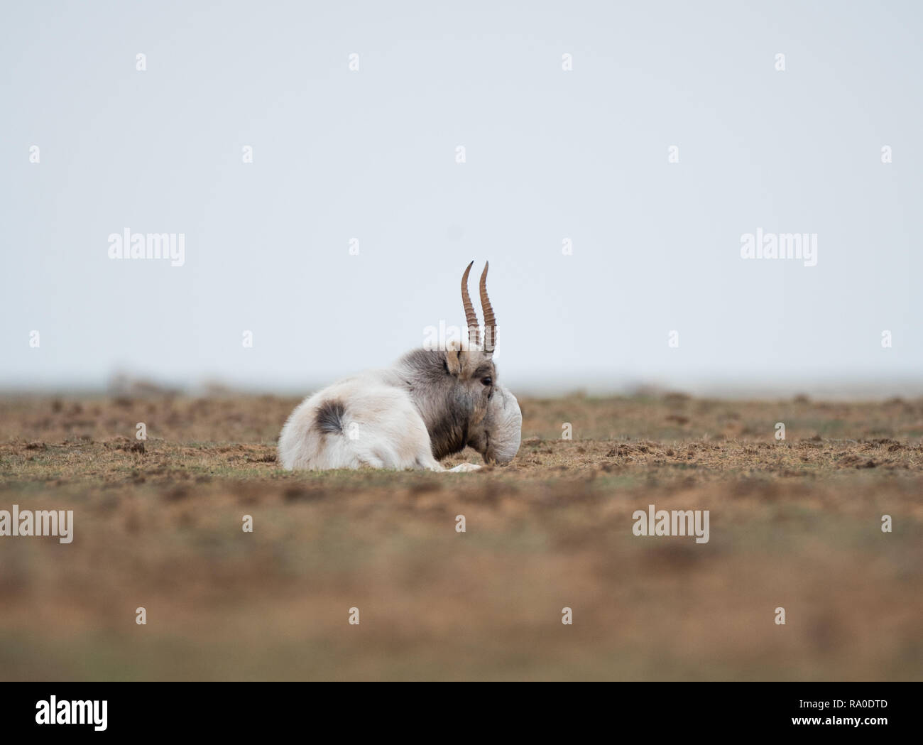 L'apparence d'un mâle puissant pendant le rut. Saiga tatarica est répertorié dans le Livre rouge, Chyornye zemli (terres noires) Réserve naturelle, Kalmoukie regi Banque D'Images