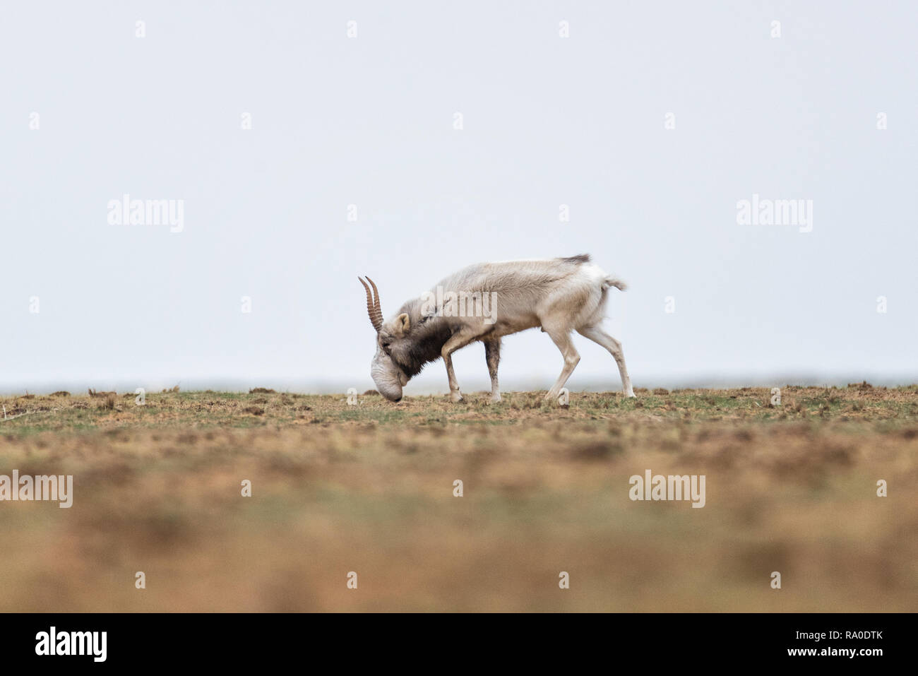 L'apparence d'un mâle puissant pendant le rut. Saiga tatarica est répertorié dans le Livre rouge, Chyornye zemli (terres noires) Réserve naturelle, Kalmoukie regi Banque D'Images