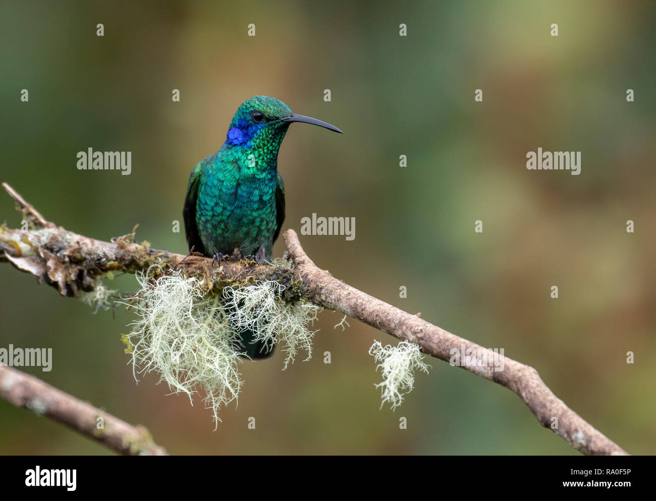 Hummingbird au Costa Rica Banque D'Images