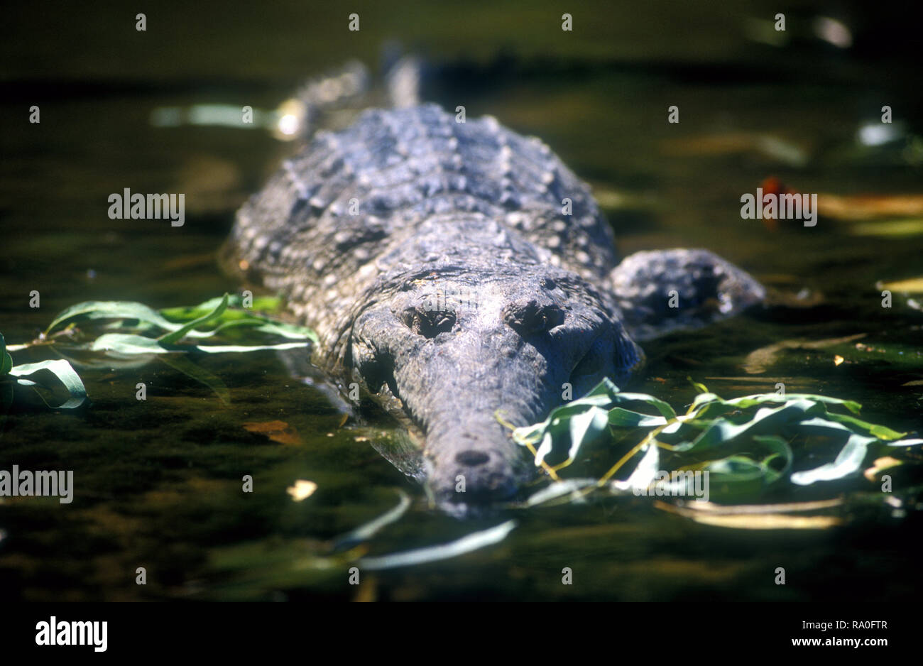 CROCODILE D'EAU DOUCE connu comme 'FRESHIE' (CROCODYLUS JOHNSTONI) WINDJANA GORGE, dans l'ouest de l'Australie Banque D'Images