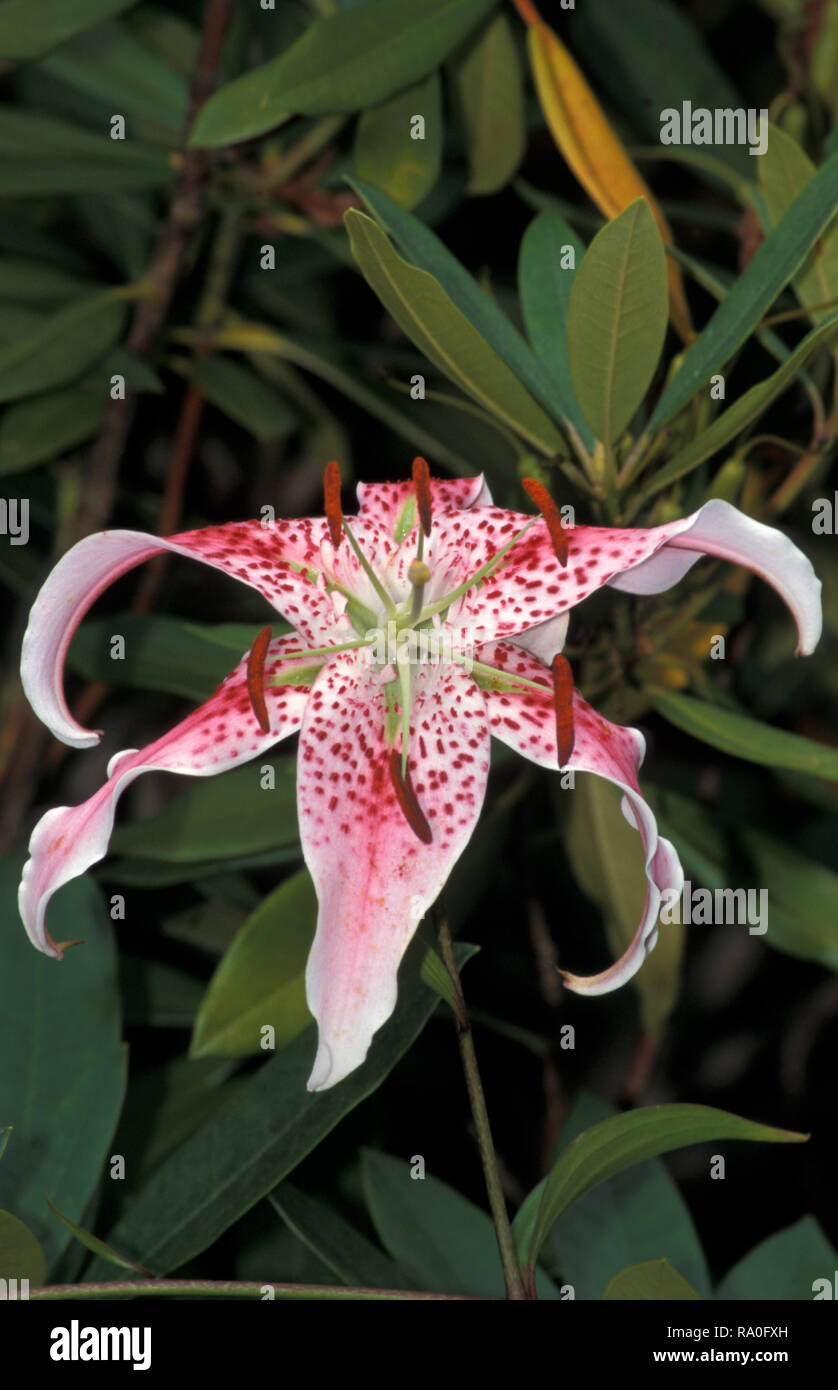 LILLIUM LANCIFOLIUM Lilium tigrinum (SYN) est l'un des plusieurs espèces de LILY À QUI LE NOM COMMUN "TIGER LILY" est utilisé. Banque D'Images