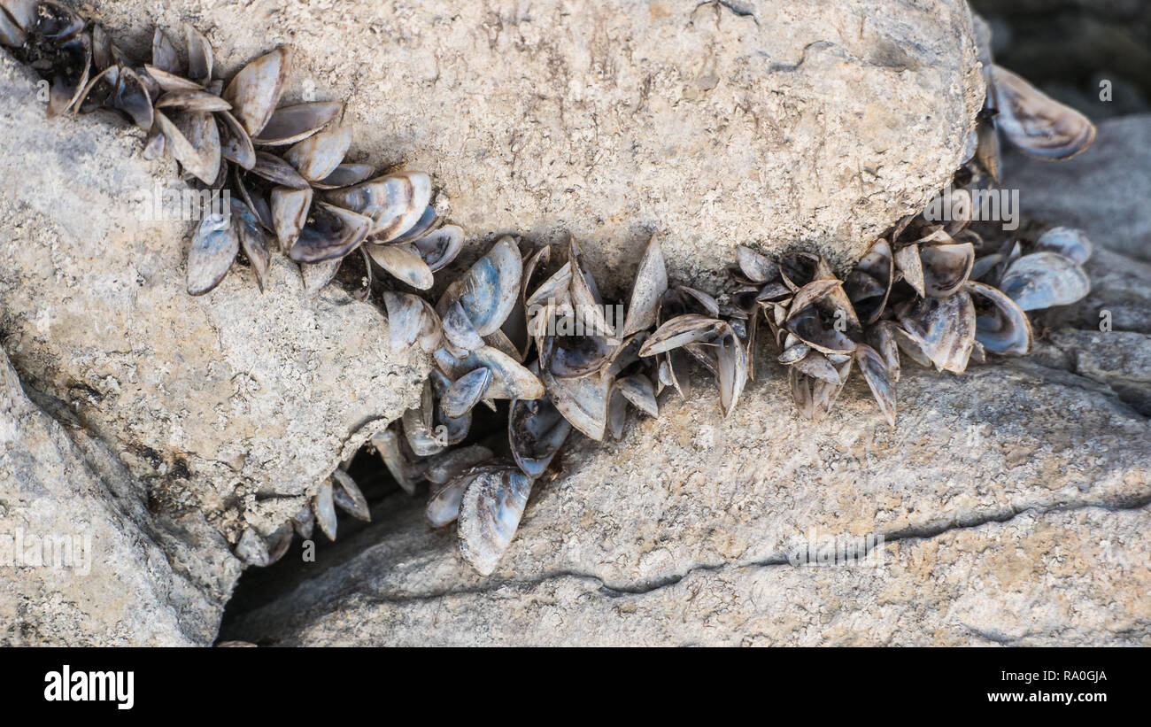 Coquilles de moules zébrées sur un rocher au réservoir Ullibarri-Gamboa en Alava, Pays Basque, Espagne Banque D'Images