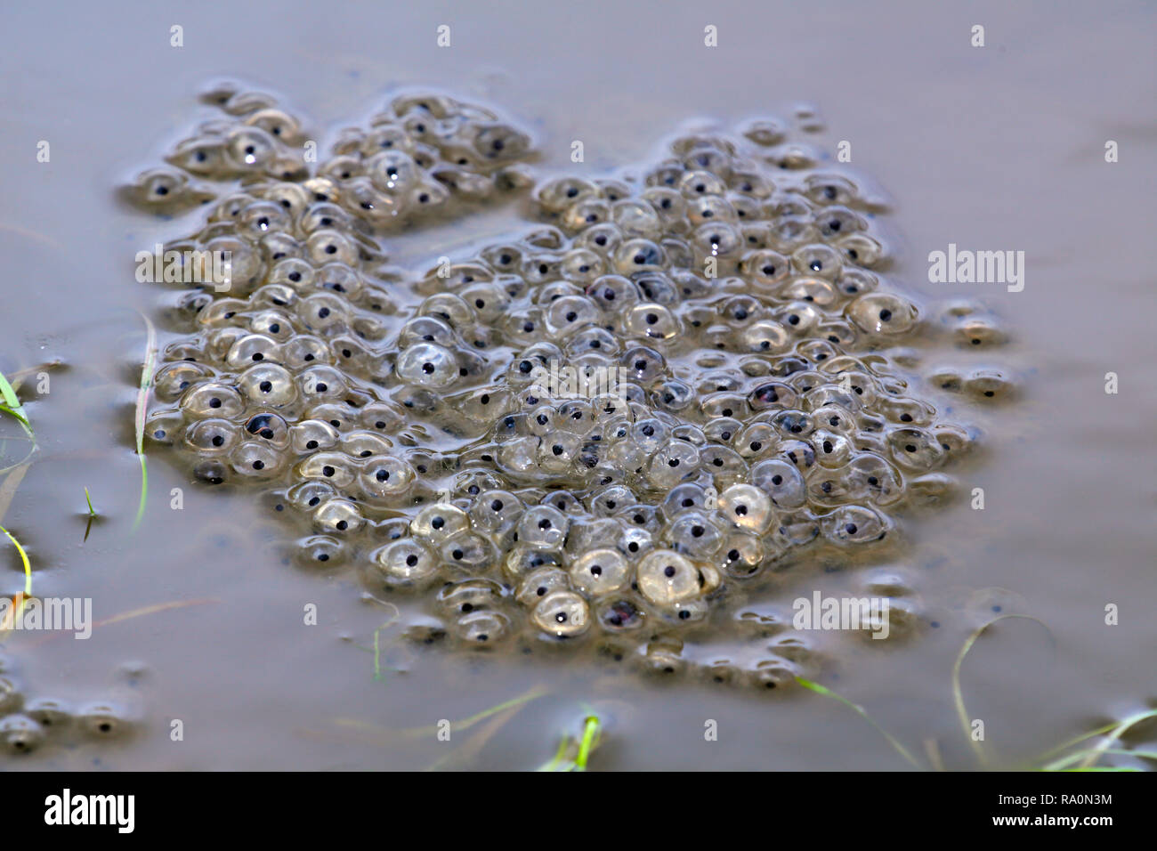Frog spawn flottant à la surface d'un étang dans le Parc National des Yorkshire Dales Banque D'Images