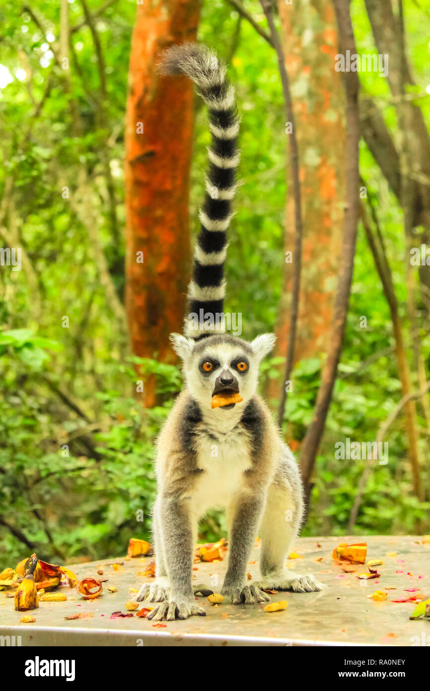 Madagascar Mococo avec fruit dans la bouche. Espèce Lemur catta manger des fruits dans la forêt. vertical shot. Banque D'Images