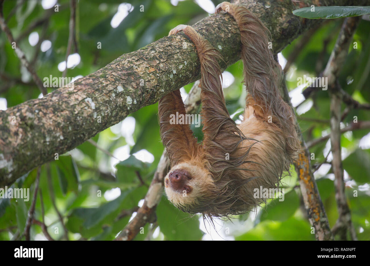 Un sauvage deux doigts paresseux au Costa Rica. Banque D'Images