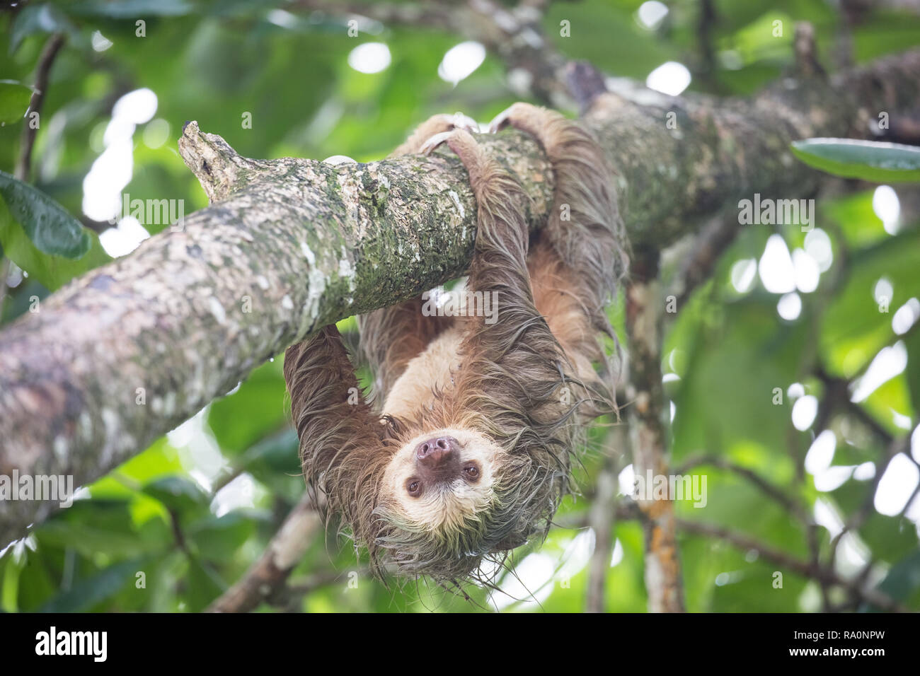 Un sauvage deux doigts paresseux au Costa Rica. Banque D'Images