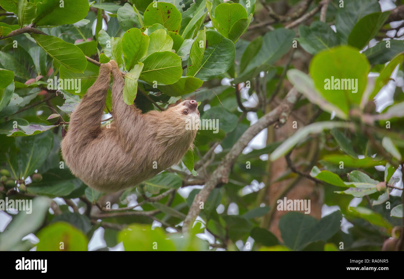 Un sauvage deux doigts paresseux au Costa Rica. Banque D'Images