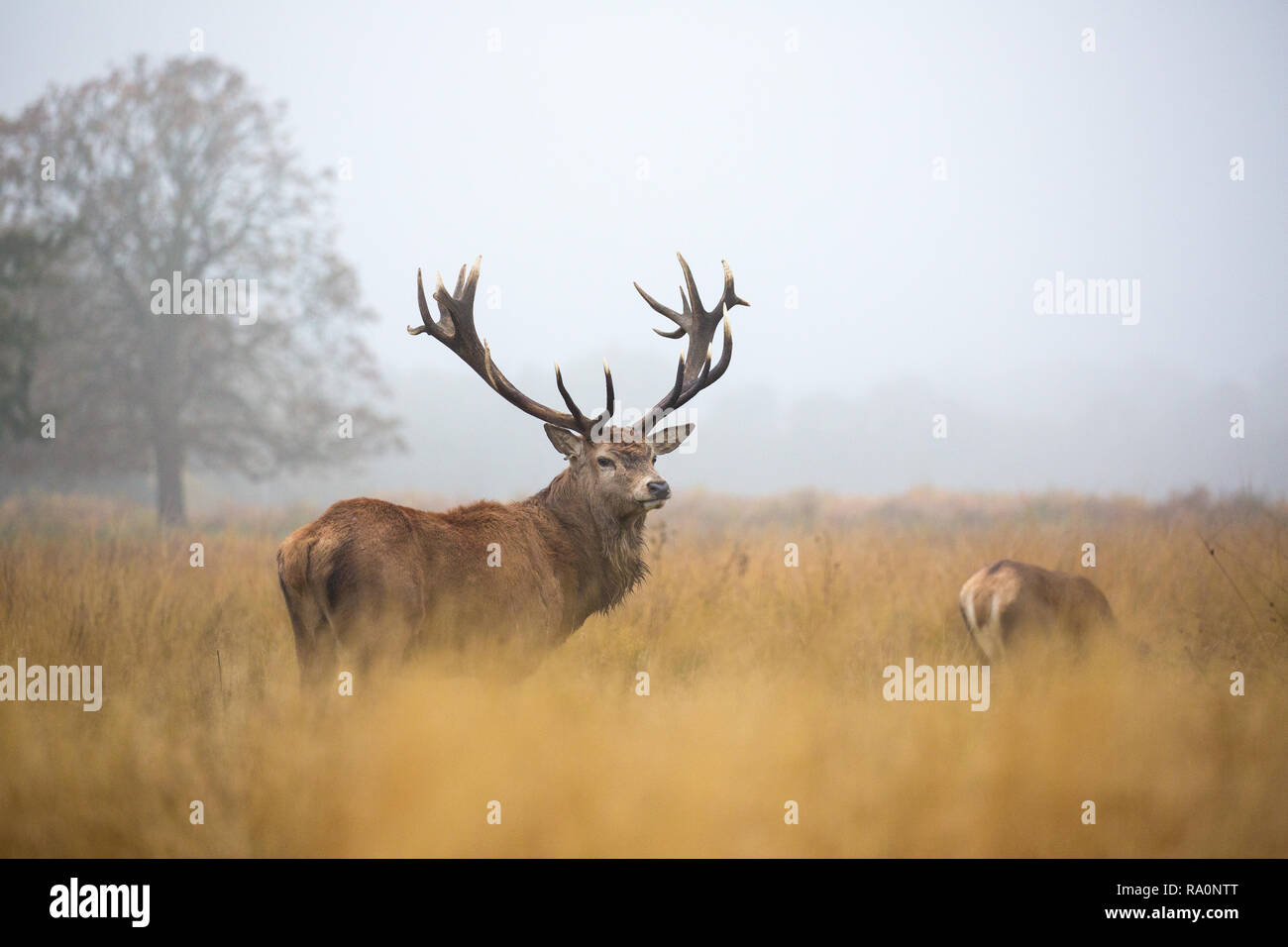 Red Deer à Richmond Park pendant la saison du rut. Banque D'Images