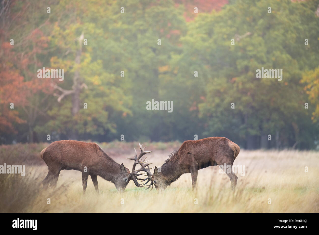 Red Deer à Richmond Park, Londres durant la saison du rut Banque D'Images