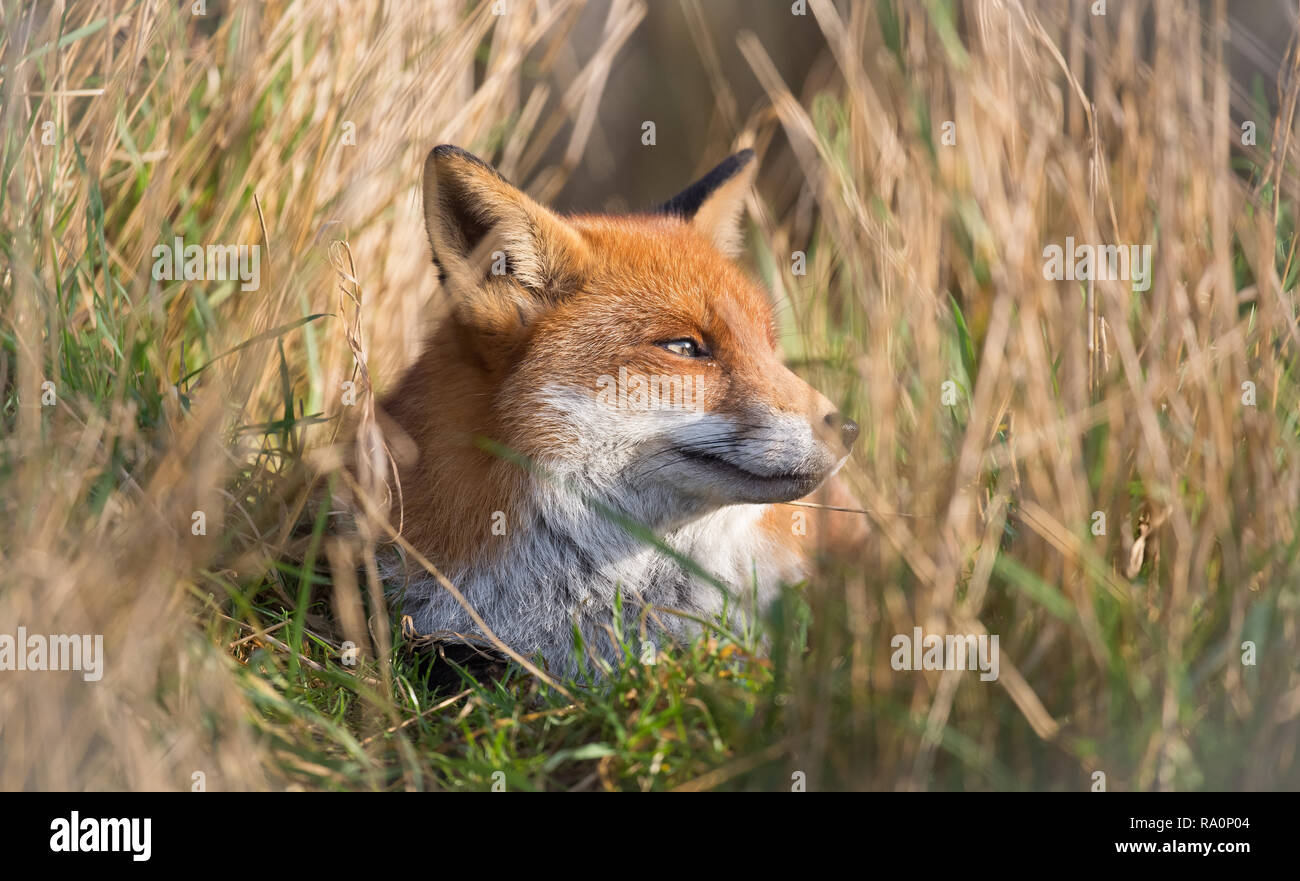 Un renard roux dans le sud ouest de Londres. Banque D'Images