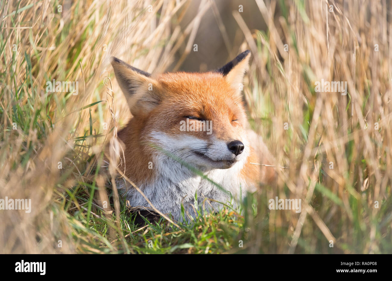 Un renard roux dans le sud ouest de Londres. Banque D'Images