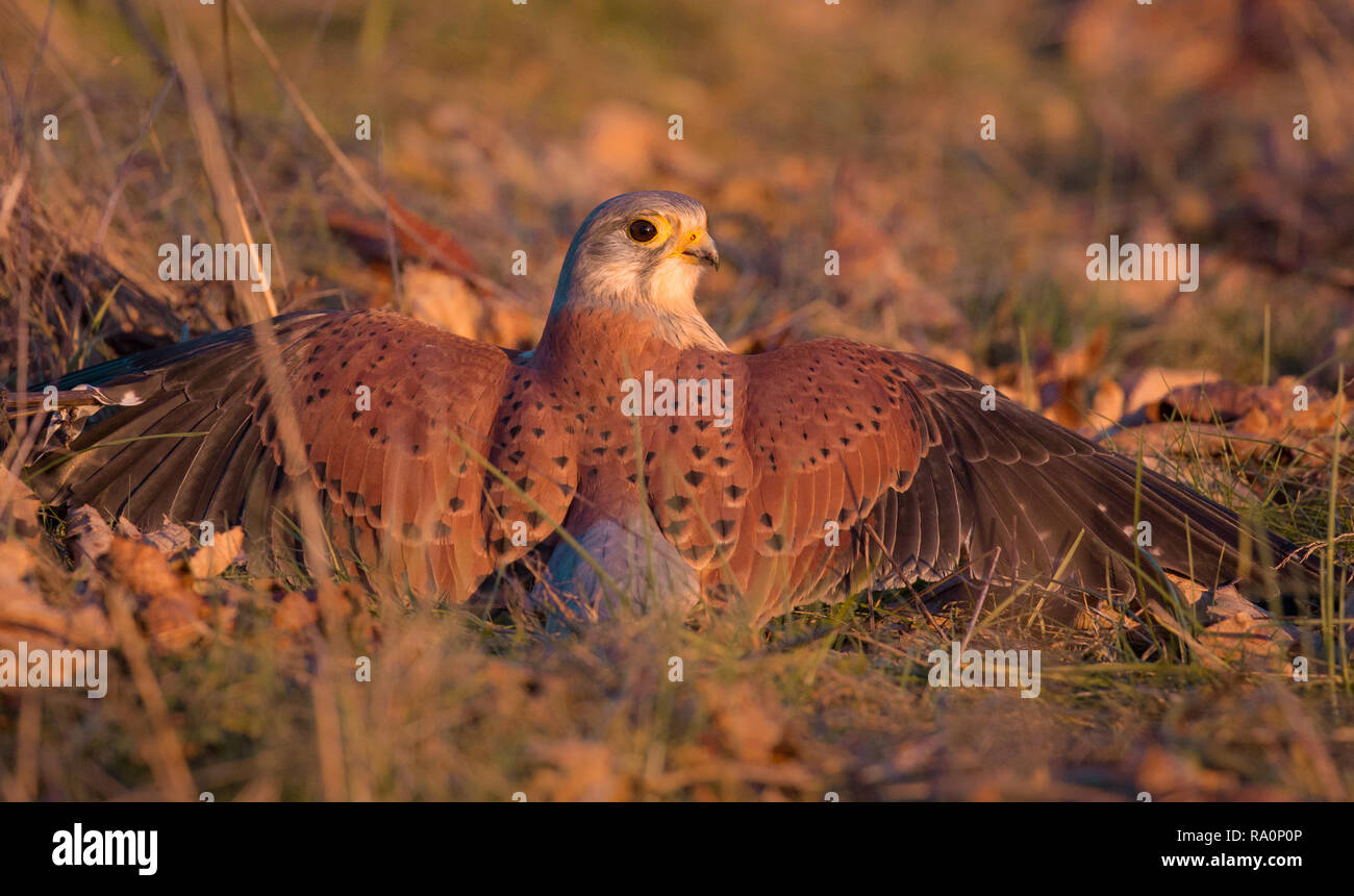 Un faucon crécerelle dans la région de Wimbledon Common, London Banque D'Images