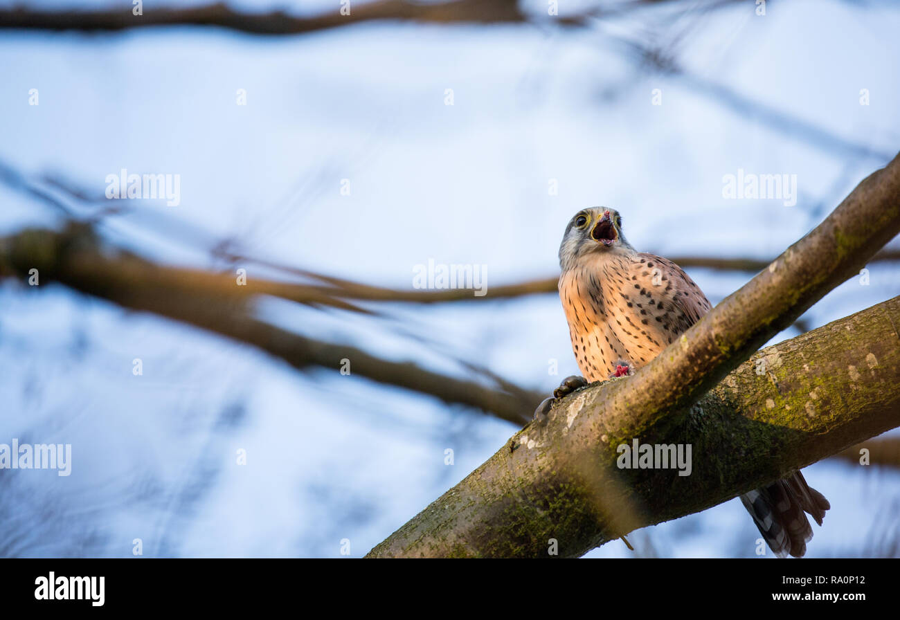 Un faucon crécerelle dans la région de Wimbledon Common, London Banque D'Images