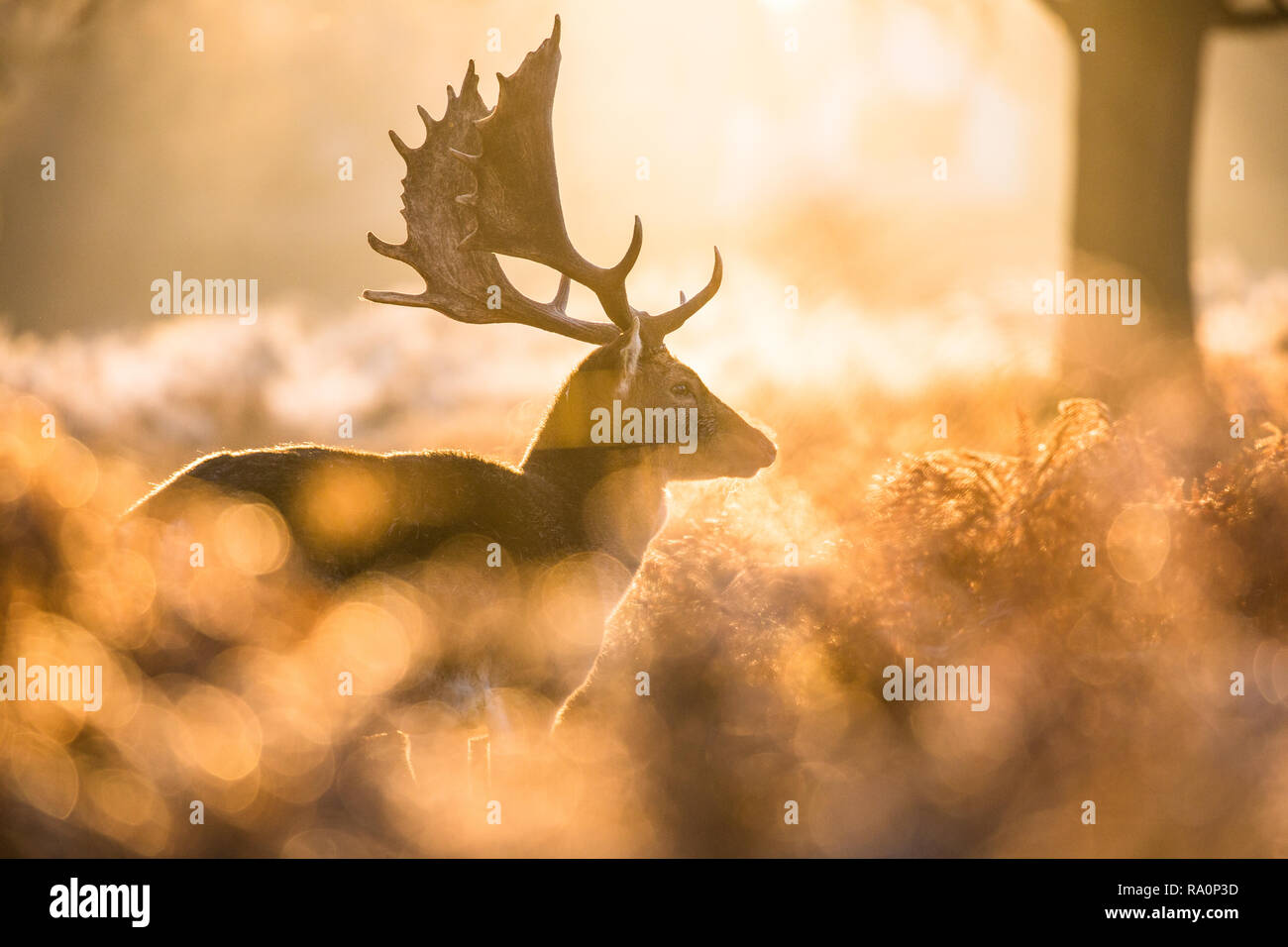 Un daim buck au coucher du soleil à Richmond Park, Londres. Banque D'Images