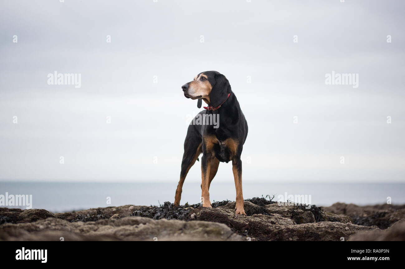 Un coonhound noir et feu marche sur une plage de Cornwall. Banque D'Images